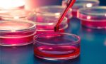 Master Hands-On Cell Culture Techniques for Biotech Careers!